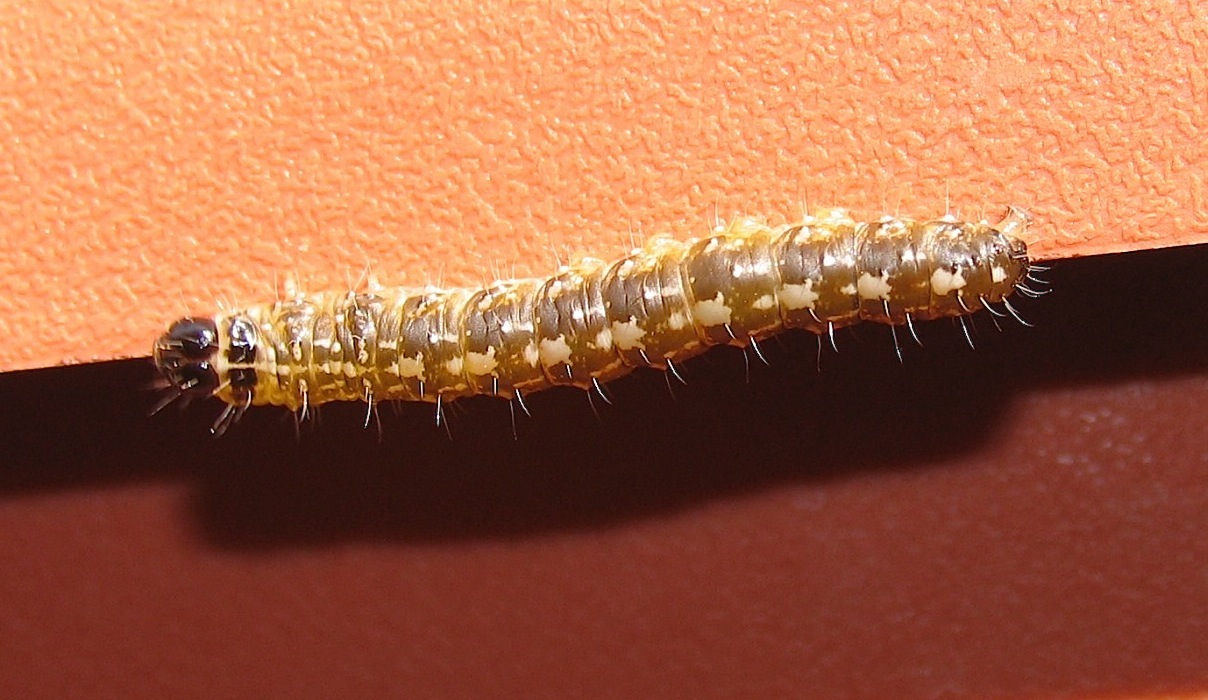 id larva 1